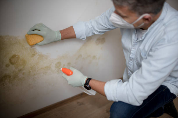 Best Localized Mold Remediation (e.g., coastal areas, humid climates) in Ho Ho Kus, NJ
