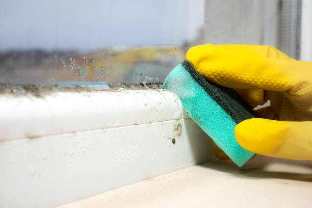 Best Post-Flood Mold Remediation in Ho Ho Kus, NJ